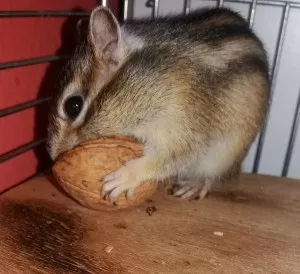 Já ten ořech dostanu!