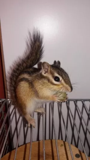 Svačinka:-)