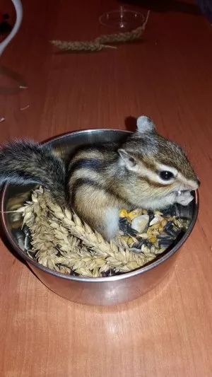 Večeře