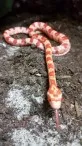 Užovka červená  (Pantherophis guttatus)