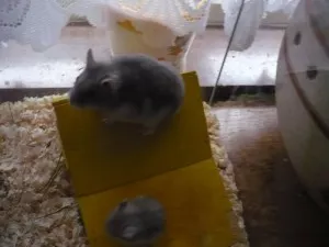 Spadla střecha,spadla střecha kdopak nám jí postaví?