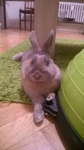 Hopsák