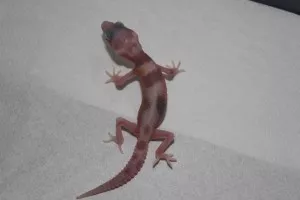 -