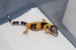 -