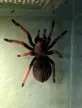 Brachypelma boehmei