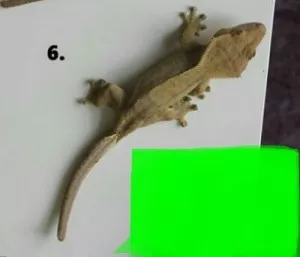 Rozita