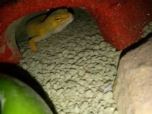 Slunicko
