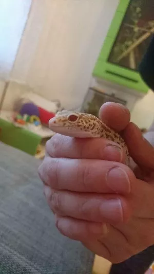 Bela ( bell albino )