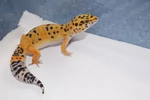 Karotka