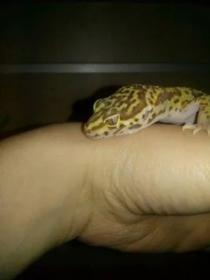 Albi ( bell albino )