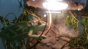 Chameleon
