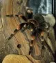 Sklípkan Smithův  (Brachypelma smithi)