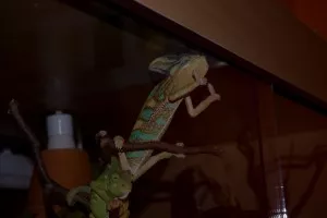I takto mohou chamíci spát