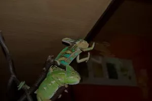 I takto mohou chamíci spát