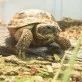 Želva stepní  (Testudo Horsfieldi)