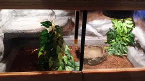 Elaphe guttata