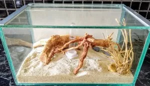 Lasius flavus  29.3.2020