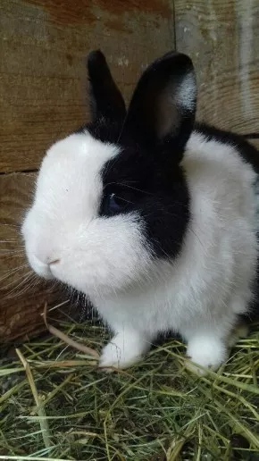 Milka