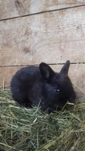 sousedka má i malé mimča