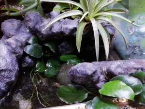 Jezírko a Anubias