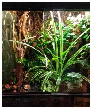 Chlorophytum se rozrostlo. =D