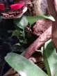 Epipremnum aureum