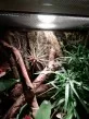 Tillandsia