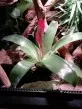 Bromeliaceae
