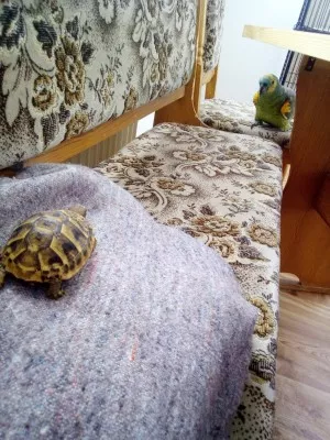 S bertíkem