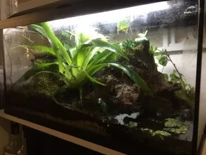 Phyllobátium
