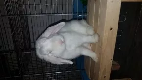 Ňufina