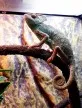 Chameleon jemenský (Chamaeleo calyptratus)