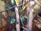 Draceana fragrans