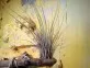 Tillandsia juncea