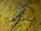 Chameleon jemenský  (Chamaeleo calyptratus)
