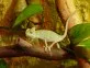 Chameleon jemenský  (Chamaeleo calyptratus)
