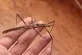 Neohirasea mearens
