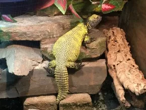 Uromastyx