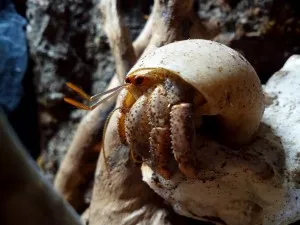 Angry Pan Crabs