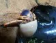Krab poustevníček  (Coenobita clypeatus)