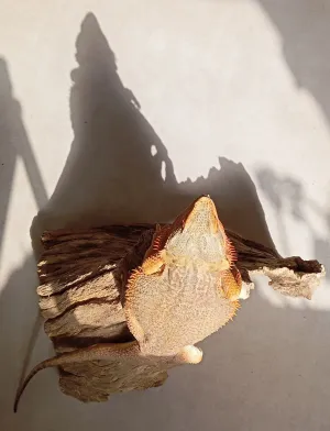 -
