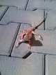 Agama vousatá  (Pogona vitticeps)