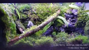 Paludarium