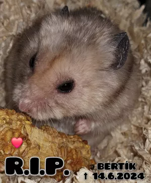 Včera umřel Bertík.❤️