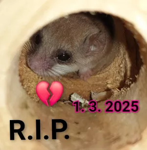 Sisinka nás včera opustila.❤️