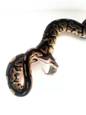 O, 1 Black Pastel / 100 % het. Piebald