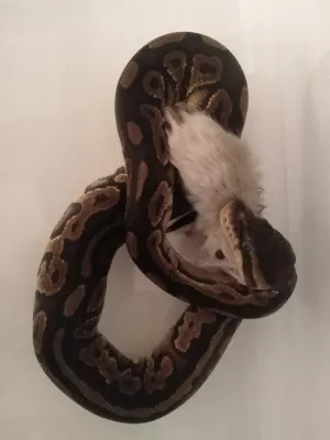 1,0 Black Pastel / 100% het. Piebald