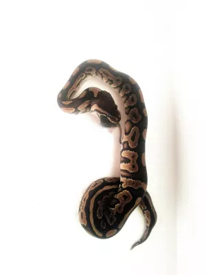 1,0 Black Pastel / 100% het. Piebald
