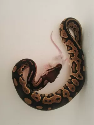 0,1 Black Pastel / 100 % het. Piebald