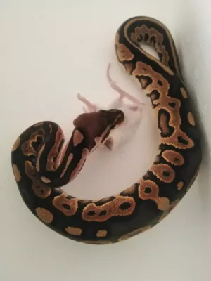 0,1 Black Pastel / 100 % het. Piebald